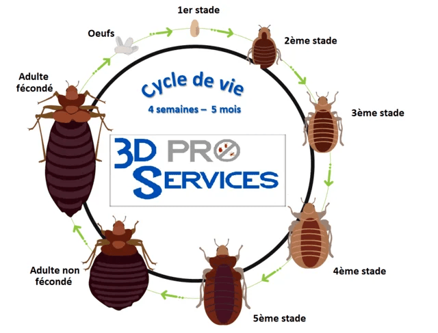 Cycle de vie des punaises de lit