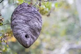 Nid de frelon vue de l'extèrieur