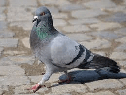 Pigeon